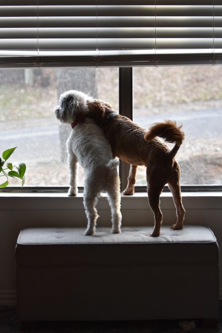 Dog at a window by Lesli Whitecotton on Pexels