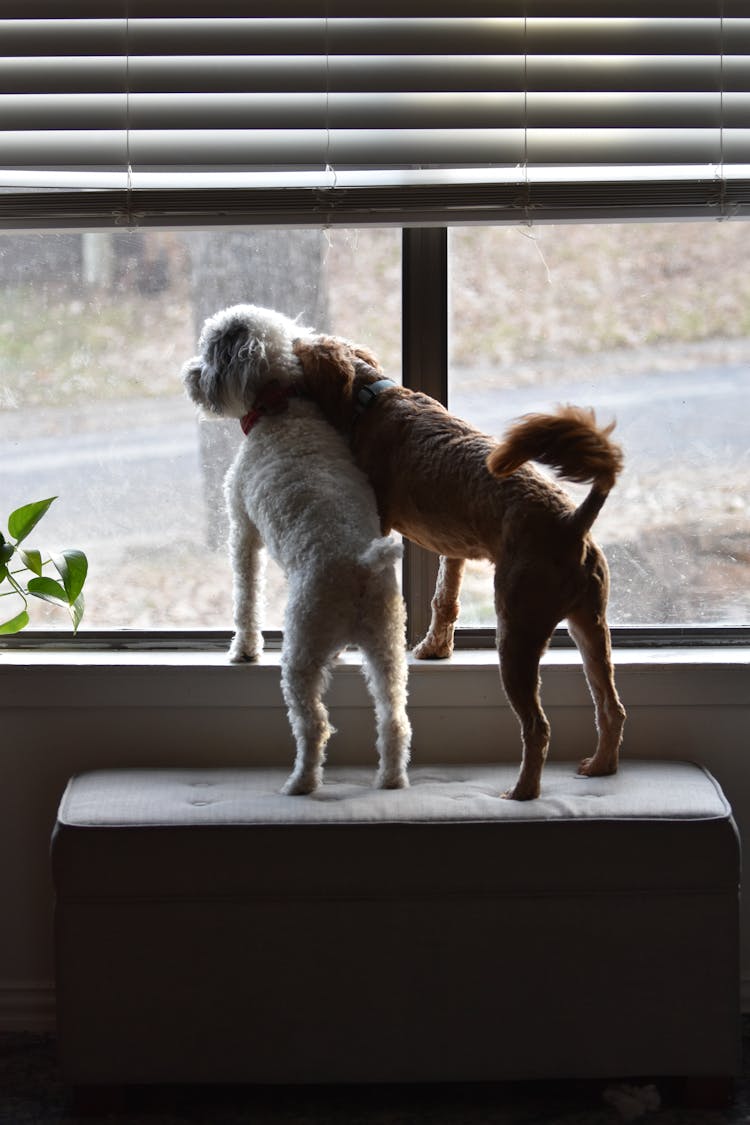 Cute Dogs Looking Out Of House Window