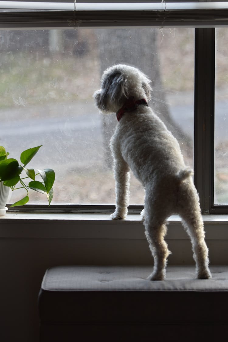 A Dog Looking Out The Window 