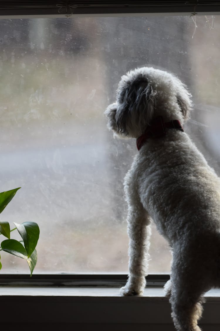 Close-Up Of A Dog Looking Out The Window 