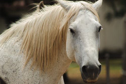 Close-Up Shot of a Horse 