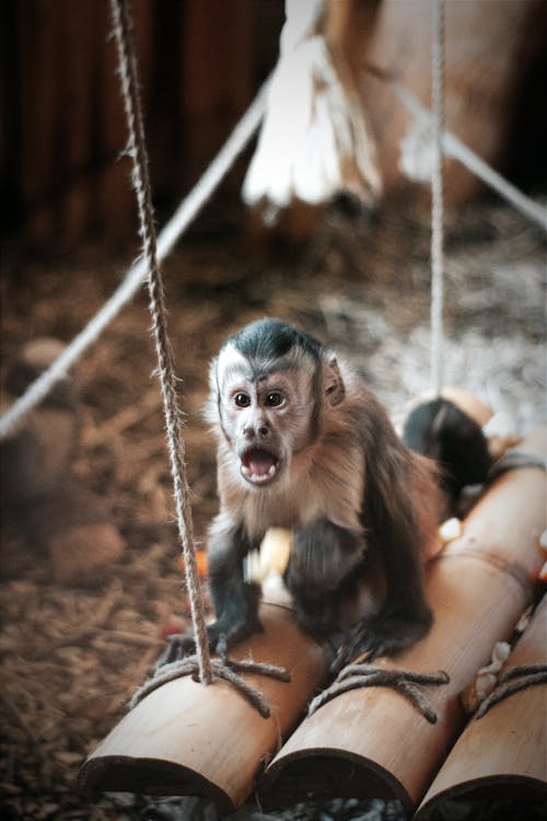 Darmowe zdjęcie z galerii z małpa, niemowlę, pionowy strzał