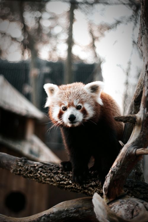 Free A captivating shot of a red panda perched on a tree branch in an outdoor setting. Stock Photo