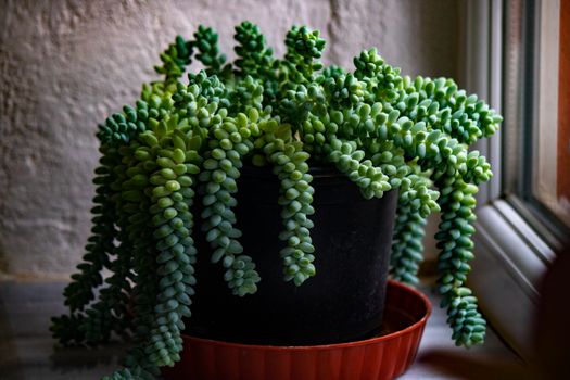 Green Potted Plant Beside the Window