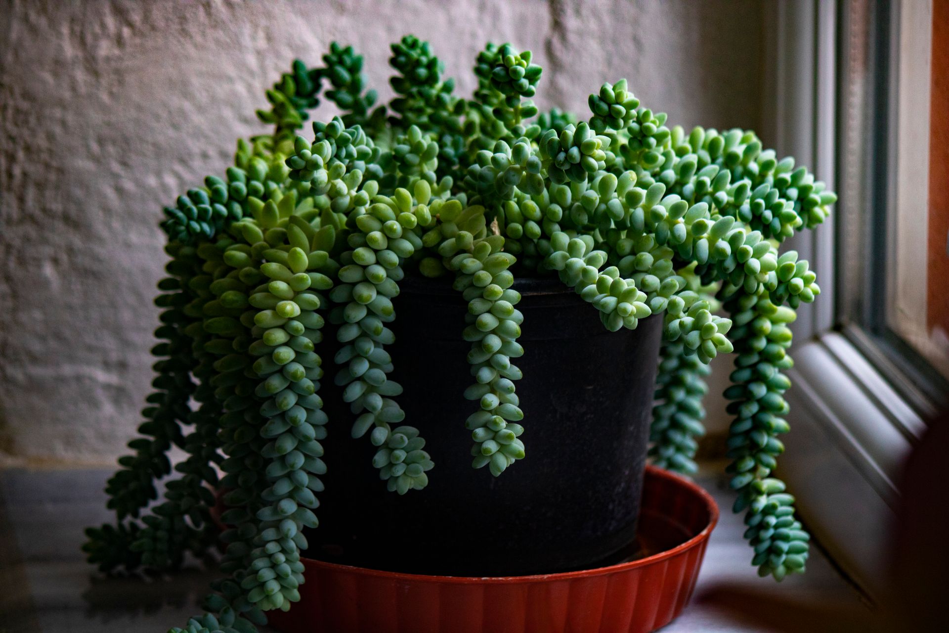 A lush Sedum morganianum succulent in a pot by a window, showcasing green cascading leaves.