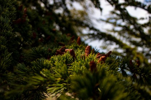 Close up of Evergreen Leaves