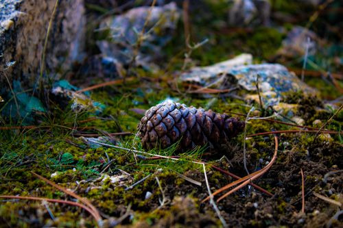 Free Detailed shot of a pine cone on the forest floor surrounded by moss, capturing natural textures. Stock Photo