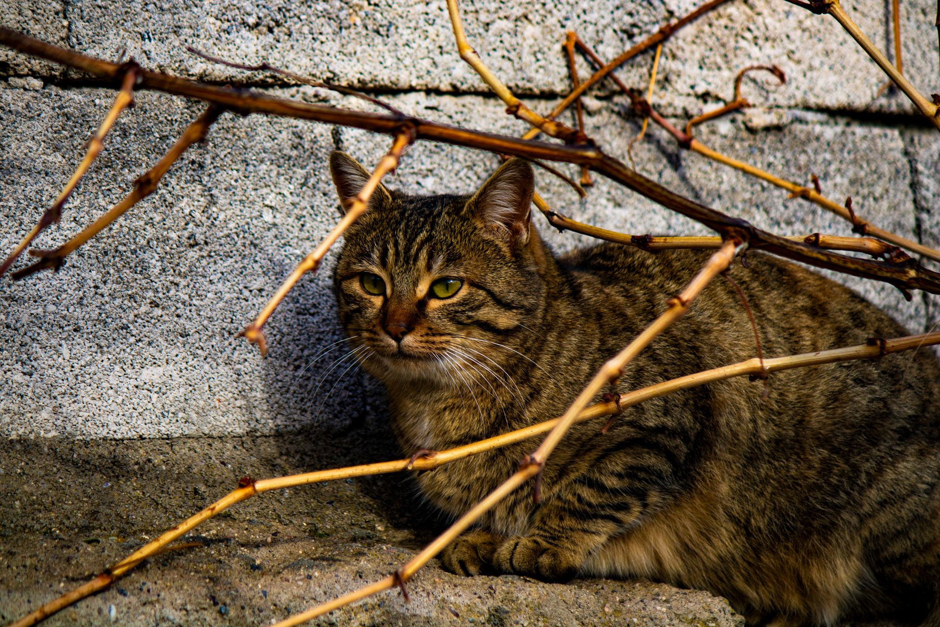 A cute tabby cat relaxing under barren vine branches against a stone wall.