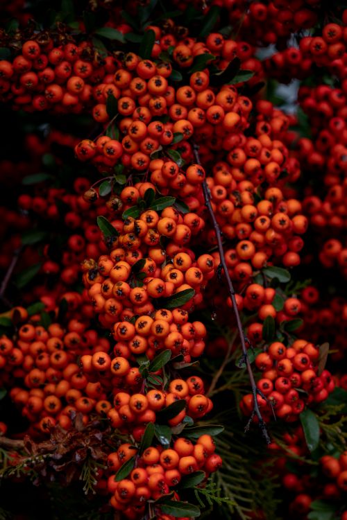 Free Close-up of vibrant red berries clustered on branches, showcasing nature's beauty. Stock Photo