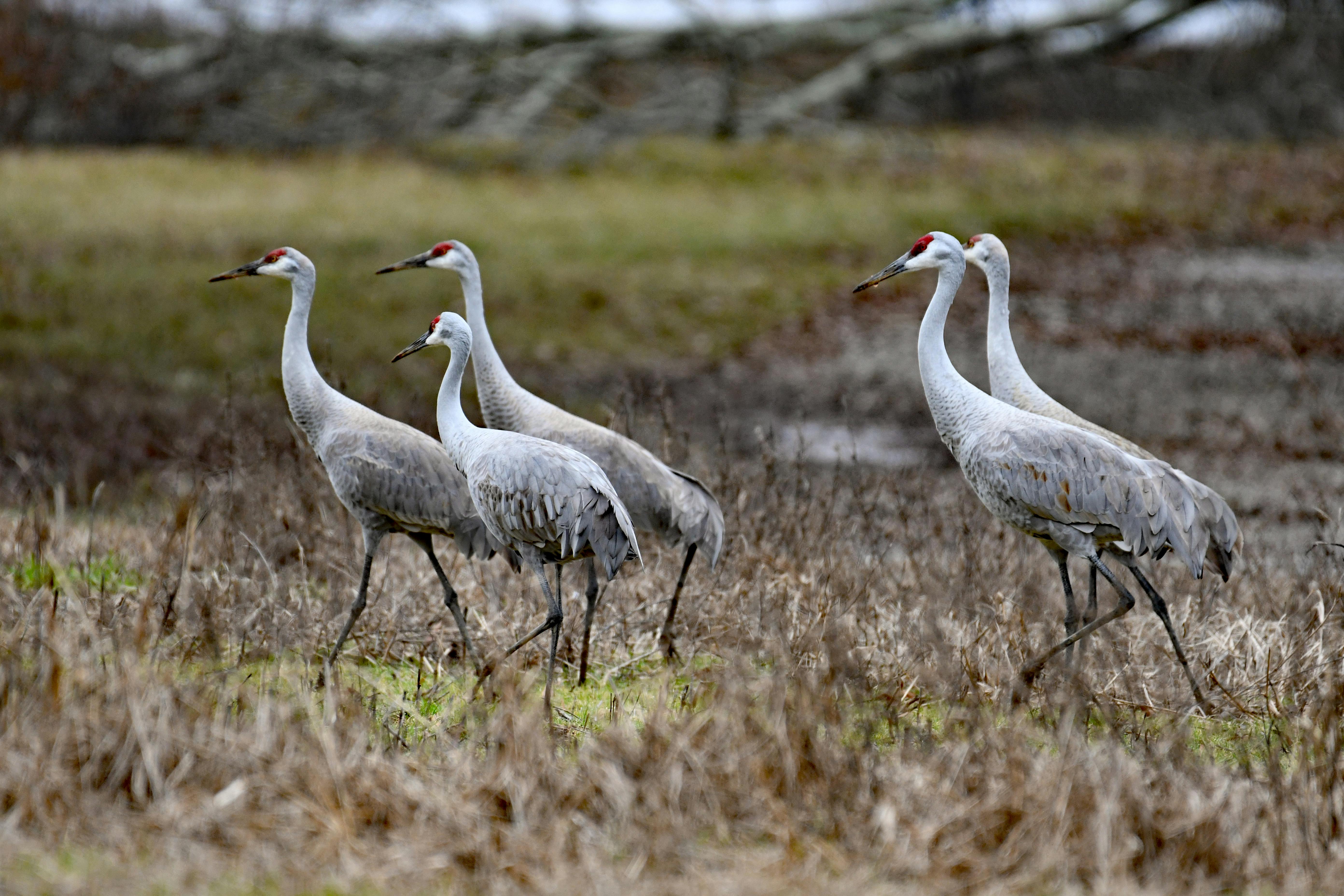 Herons Photos, Download The BEST Free Herons Stock Photos & HD Images