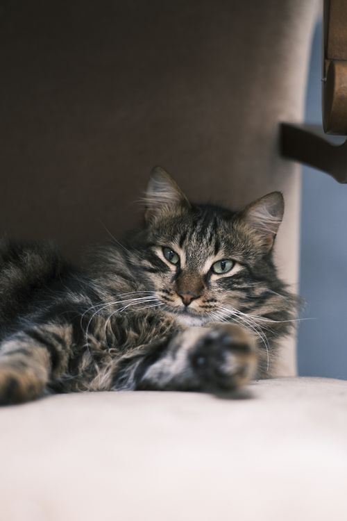 Free Close-up of a fluffy domestic cat reclining on a chair indoors. Stock Photo