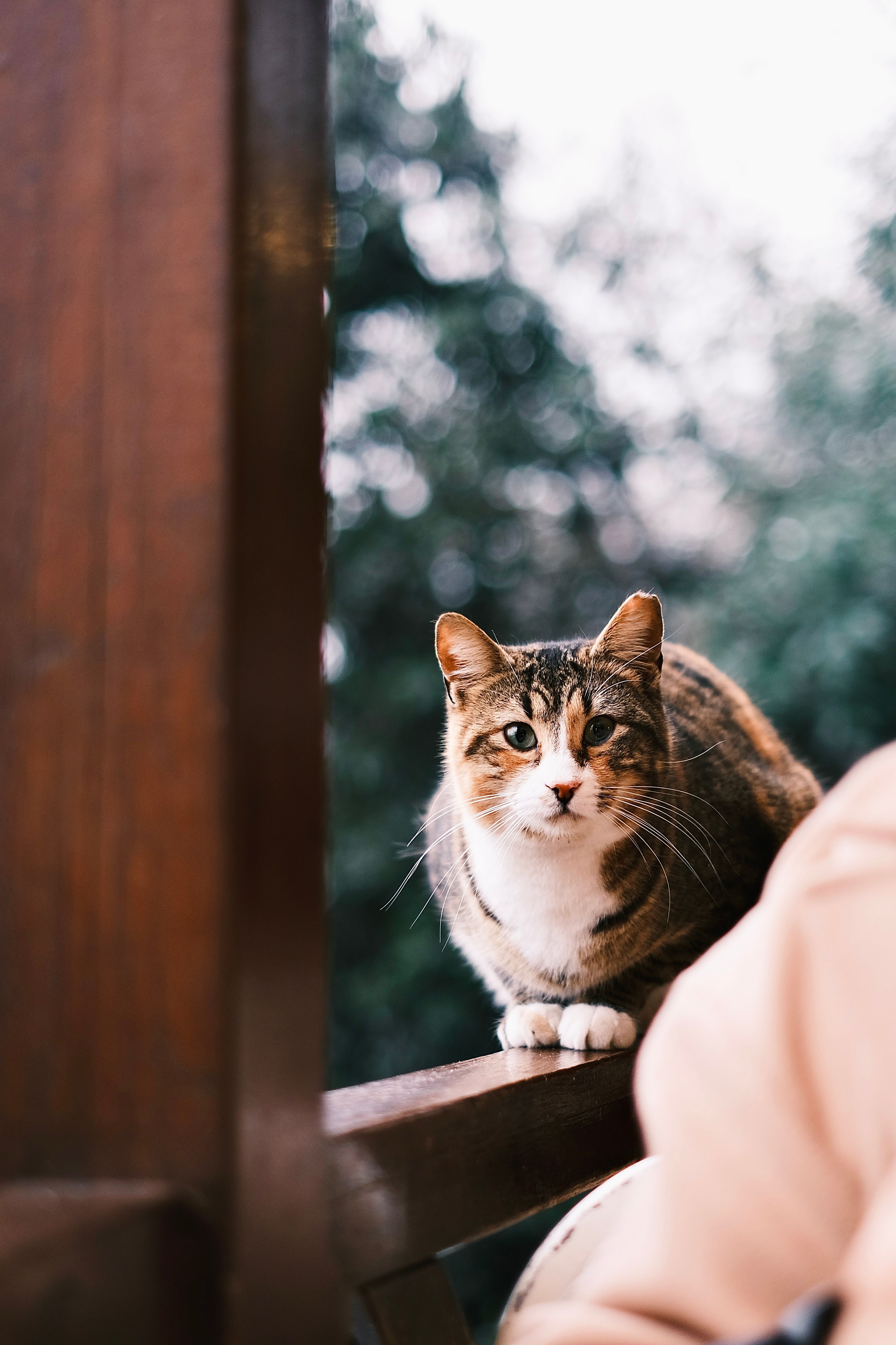 Shallow Focus Photo of a Cute Tabby Cat · Free Stock Photo