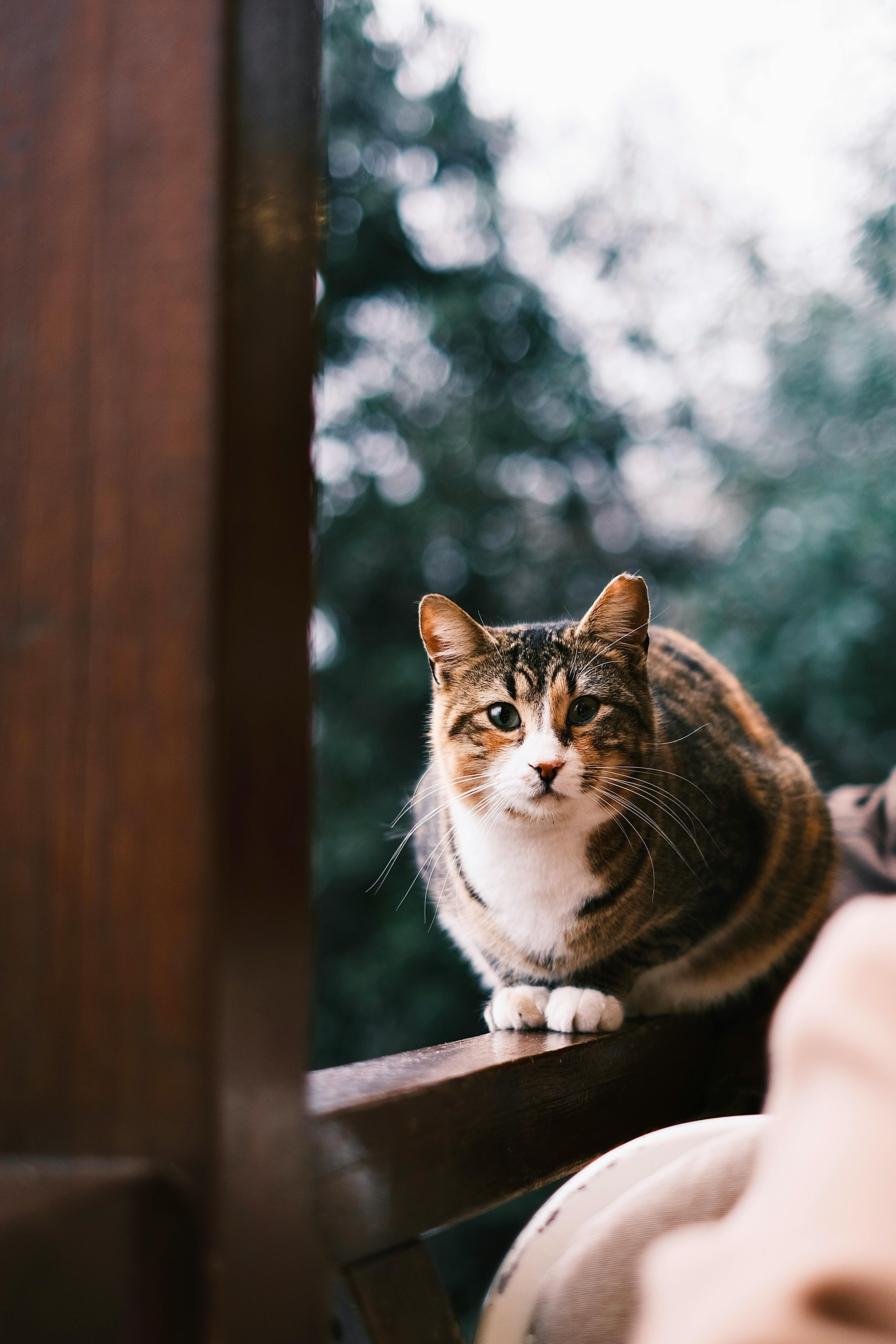 Ilmainen kuvapankkikuva aiheesta eläin, kissa, munchkin kissa, nisäkäs,  söpö, suloinen