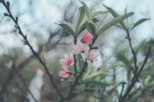 Fotografia Di Messa A Fuoco Selettiva Di Fiori Con Petali Rosa