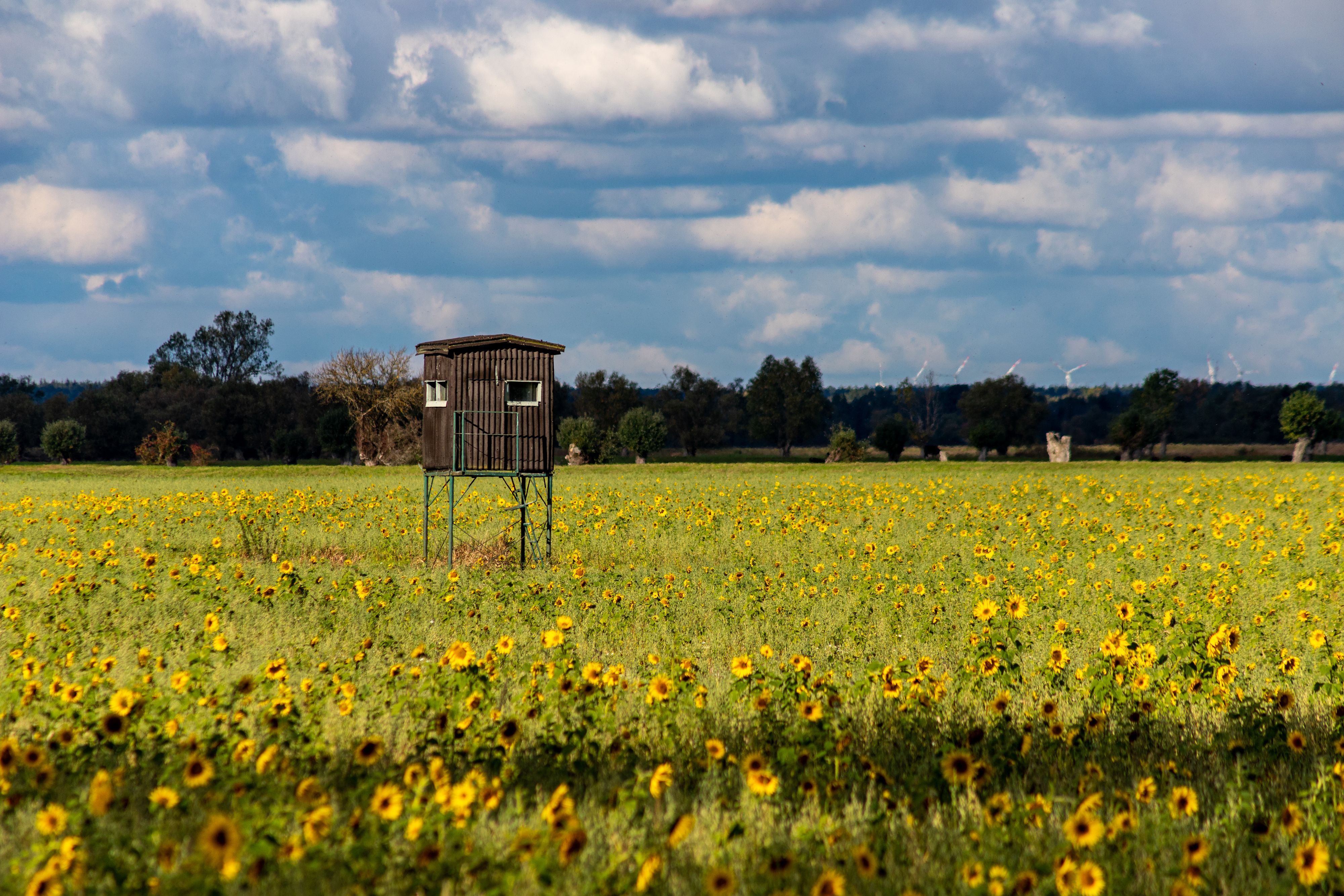 Wooden bird observation tower above coastal reed beds and floodplain meadows at Matsalu