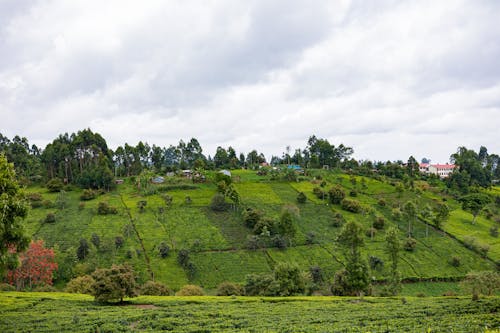 Landscape of Green Agricultural Fields 