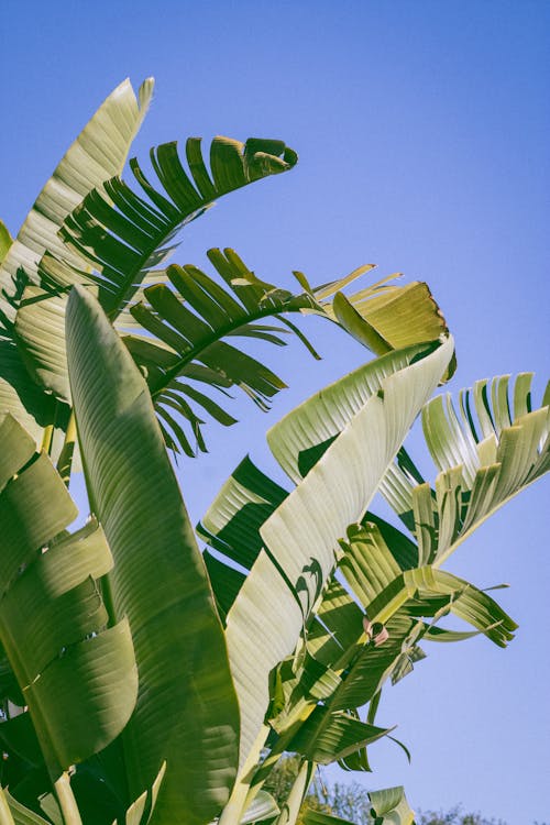 Free Banana Tree Leaves against a Clear Blue Sky  Stock Photo