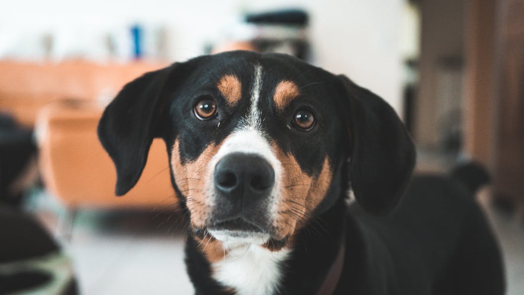 unique-dog-boarding-names-services-for-a-peaceful-pet-stay