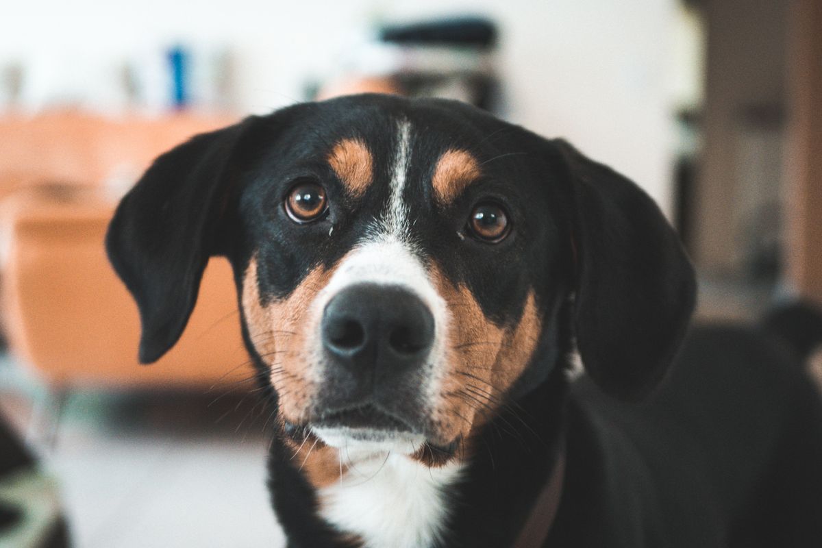 Petit chien courant suisse - Caractère et comportement au quotidien