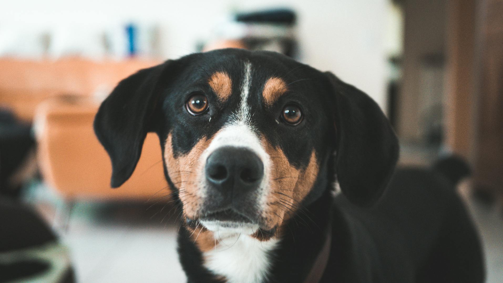 Bordetella vaccine vs kennel cough canine health insights