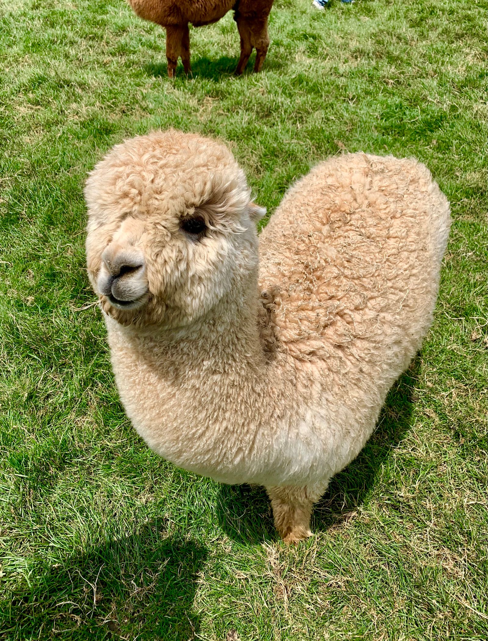 Close-up of Alpaca · Free Stock Photo