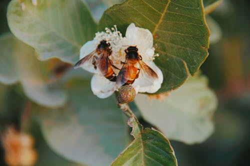 Bees on White Flower