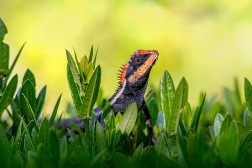 Free Close-up of Emma Gray's forest lizard (Calotes emma) peeking through green leaves in vibrant natural setting. Stock Photo