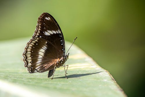 Close Up of Butterfly on Leaf