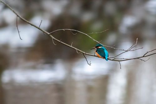 Free Vibrant kingfisher bird perched on branch with blurred bokeh background. Stock Photo