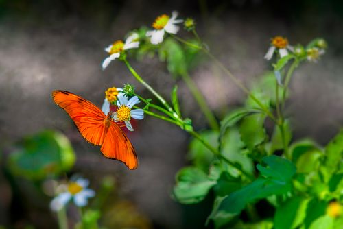 Free Bright orange Julia butterfly perched on white wildflowers in a lush garden setting. Stock Photo