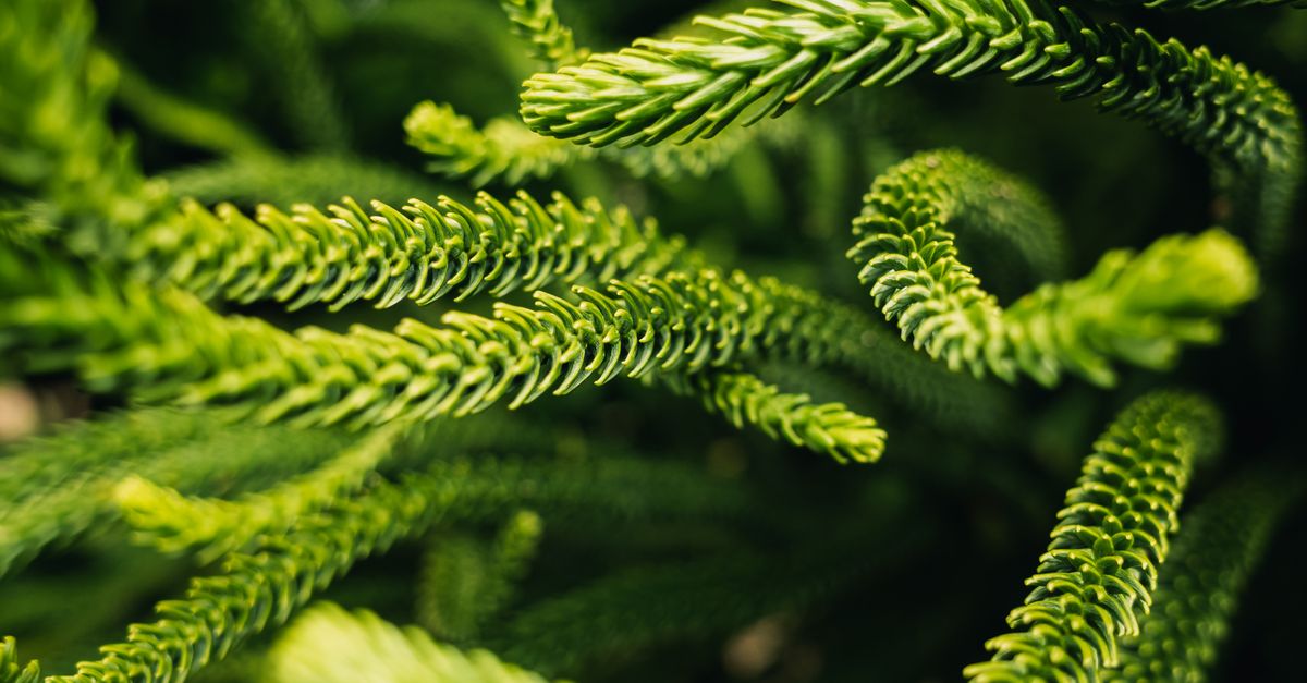 Close up of Evergreen Leaves · Free Stock Photo