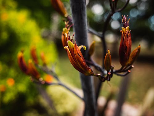 Close-up of Buds on a Tree 