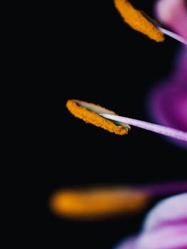 Artistic macro shot of a flower stamen showing pollen detail against a black background.