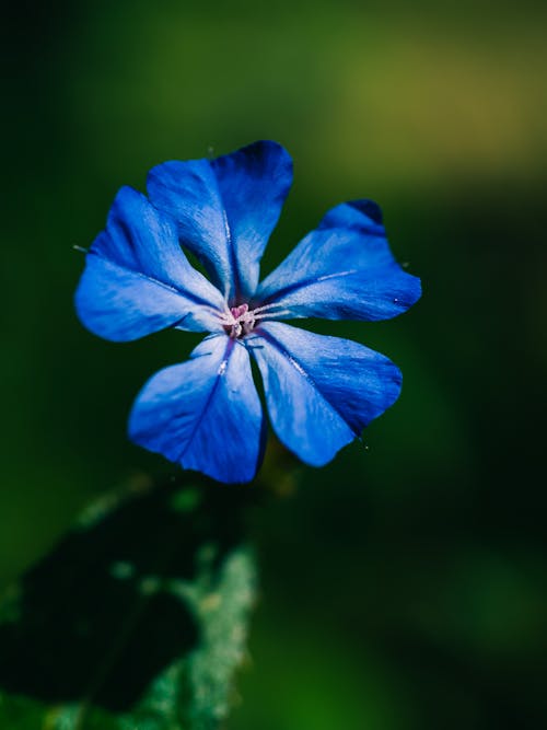 Kostnadsfria Kostnadsfri bild av blå plumbago, blomfotografi, blomma Stock foto