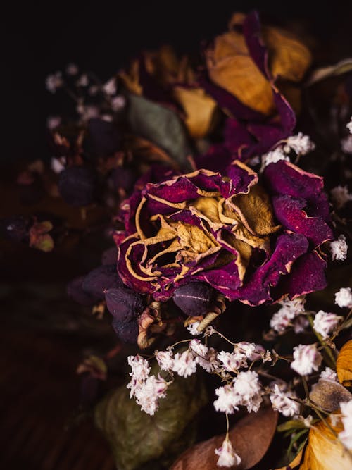 Dried Flowers in Close-up Photography