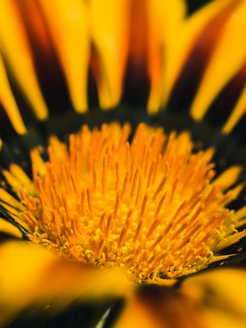 Free A detailed macro shot capturing the vibrant petals and intricate center of a yellow gazania flower. Stock Photo