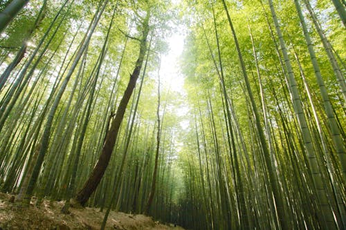 Photo of Bamboo
