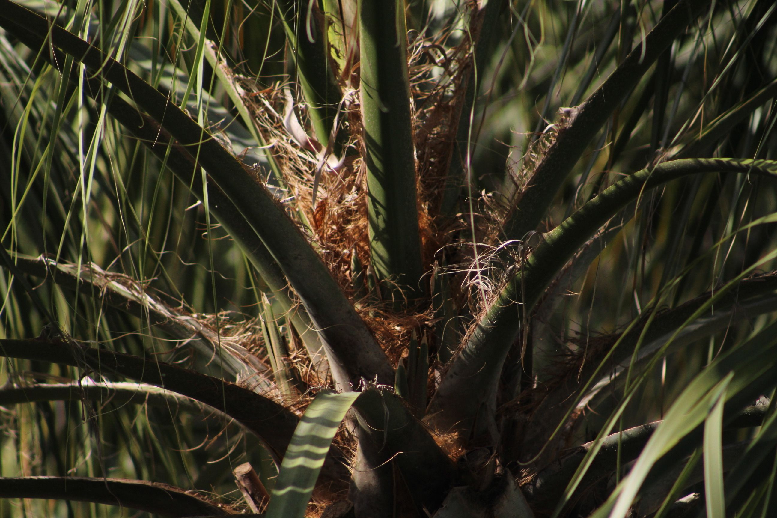 Detailed view of tropical plant leaves highlighting natural texture and lush greenery.