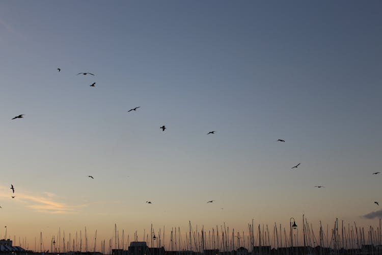 Photo Of Birds Flying