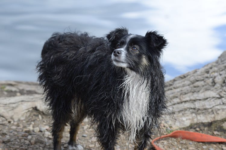 Wet Dog Near Water