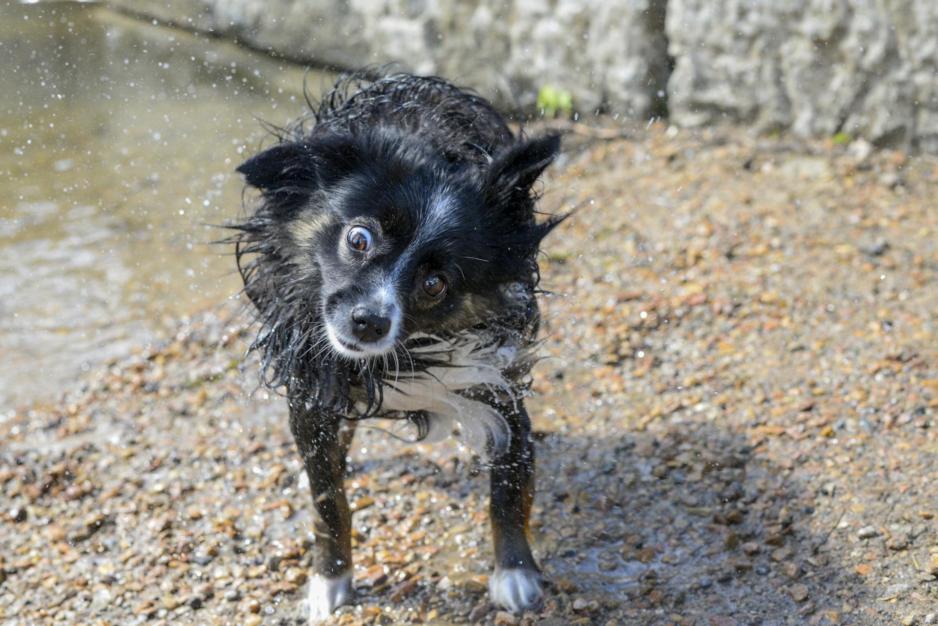 Vue rapprochée de l'eau qui secoue les chiens