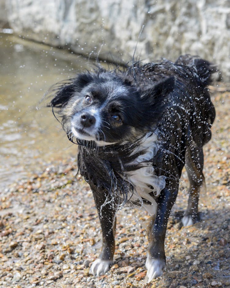 Dog Shaking Off Water