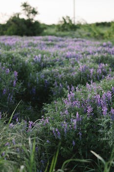 Lush, blooming lavender field under clear skies, perfect for travel and relaxation scenes.