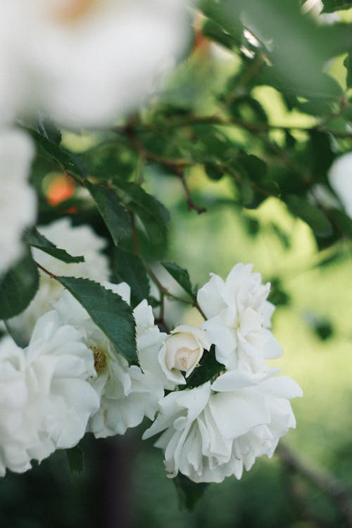 Белые летние розы