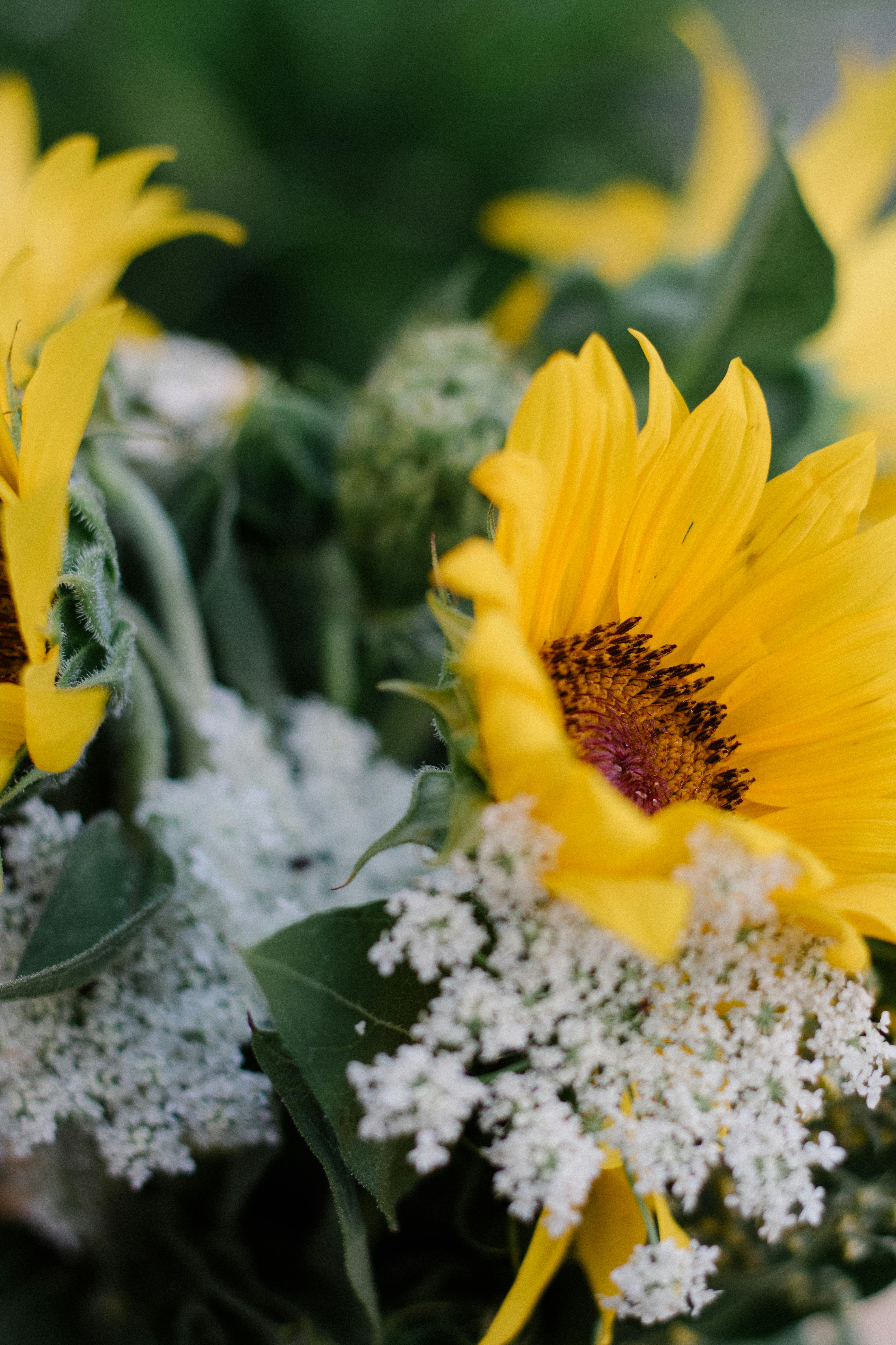 A detailed close-up of bright yellow sunflowers and delicate white flowers, highlighting nature's beauty.