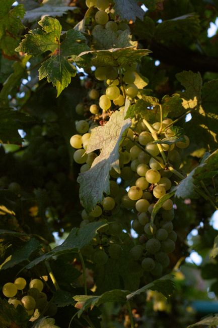 Close-up of green grapes in a sunny vineyard, surrounded by lush leaves and morning light.