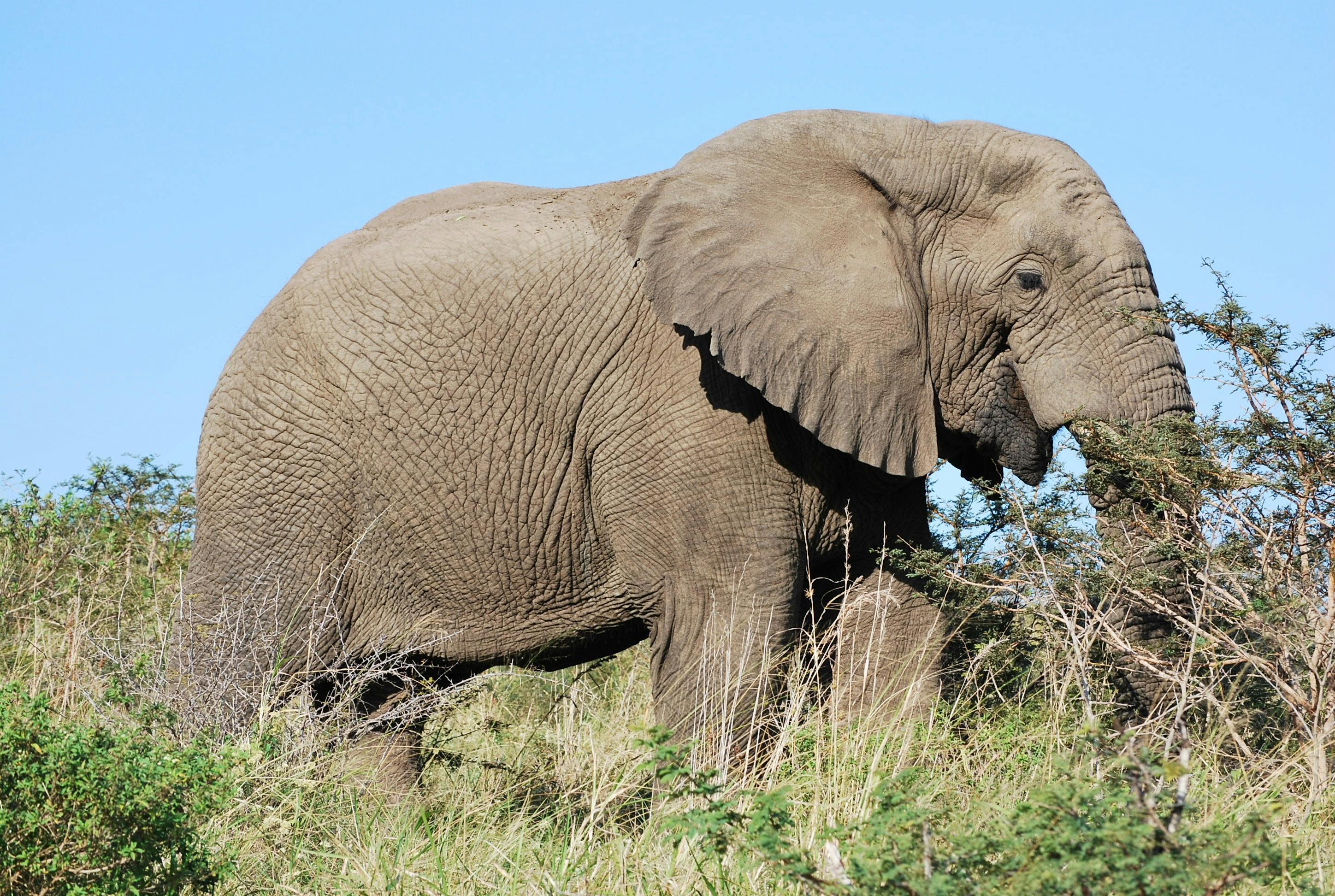 Free stock photo of african elephant