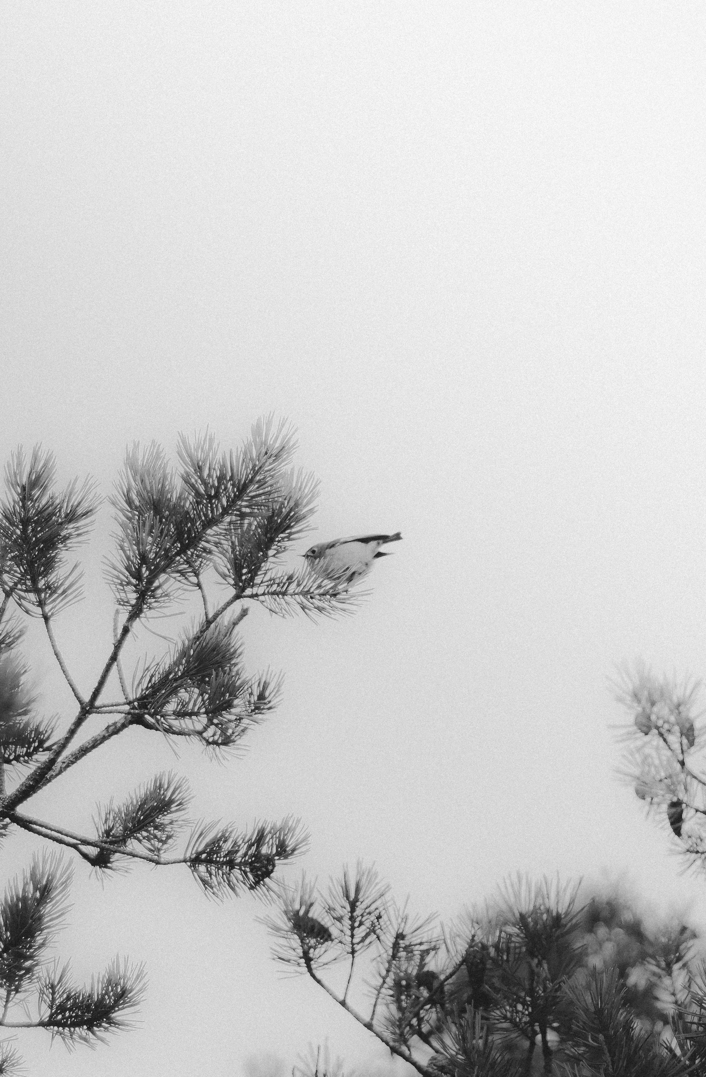 A black and white image of a bird perched on a pine tree branch against a clear sky.