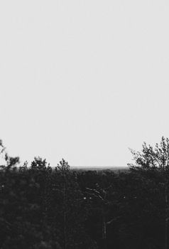 A black and white forest scene with a clear sky above, showcasing tranquil nature.