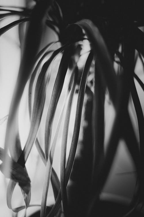 Základová fotografie zdarma na téma černobílý, dlouhý, hrnková rostlina